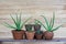 Aloe vera pot plants on wooden table, natural skin therapy concept