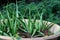 Aloe vera pot plants on wooden table, natural skin therapy concept