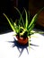 Aloe Vera Potted House Plant Or Office Plant front view Known For Its Healing Properties Medicinal Herbal Plant