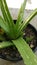 Aloe Vera potted plant