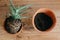 Aloe vera with roots in ground repot to bigger clay pot indoors.