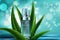 Aloe vera skin serum cosmetics advertising banner vector template