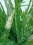Aloe vera is a species of plant with thick fleshy leaves of the genus Aloe.