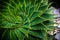 Aloe Vera Spiral Plant