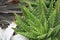 Aloe vera or Star cactusAloe barbadensis Mill Jelly in Aloe Vera leaves contain many chemicals. Aloe vera or mucus of aloe vera