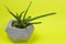 Aloe vera succulent concrete