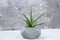 Aloe vera succulent concrete pot