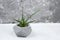 Aloe vera succulent concrete pot
