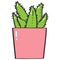 Aloe vera. Succulent plant