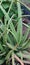 Aloe vera is a succulent plant species of the genus Aloe. An evergreen perennial, it originates from the Arabian.