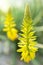Aloe vera succulent plant yellow flower