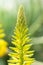 Aloe vera succulent plant yellow flower