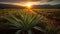 Aloe Vera In Sun-drenched Field