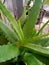 Aloe vera with thorny stems is the characteristic of this plant.