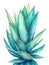 Aloe Vera, used for herbal medicine or cosmetics over white background. Generative AI watercolor illustration