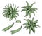 Aloe vera vector set. Hand drawn green graphic plants, leaves and slice with black contour isolated on white background