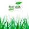 Aloe Vera vector. slices and Plant. Aloe barbadensis Mill, Star cactus, Aloe, Aloin, Jafferabad or Barbados