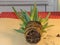 Aloe vera with very strong and healthy roots, in process of repotting