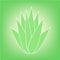 Aloe Vera, a very useful herbal medicine for skin care and