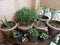 Aloera, rose, mint ,tulsi, with pot in delhi india