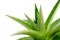 aloes pictures