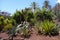 Aloes in botanical garden in Fuerteventura island