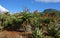 Aloes in a garden