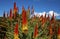 Aloes in a garden