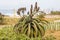 Aloes Growing on Dunes as Part of Rehabilitaiton on Duban Beachfront