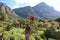 Aloes with Mountain backdrop