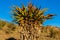 Aloes Tree Plant Hillside Color