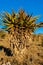 Aloes Tree Plant Hillside Color