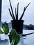 Aloevera, Money plant, best hobby gardening