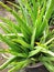 Aloevera plant growing on a cement pot.