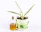 Aloevera plant with medicinal oil