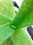 Aloevera plant new emerging leaf