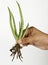 Aloevera plant with roots