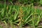 Aloevera Planted in the garden Can be used as herbal medicine, very useful