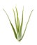 Aloevera on white background