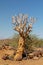 Aloidendron dichotomum, aloe tree, Namibia wilderness