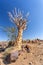 Aloidendron dichotomum, aloe tree, Namibia wilderness