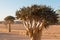 Aloidendron dichotomum, formerly Aloe dichotoma, the quiver tree or kokerboom, is a tall, branching species of succulent plant,