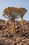 Aloidendron dichotomum, the Quiver Tree. in Soutern Namibia 1
