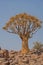 Aloidendron dichotomum, the Quiver Tree. in Soutern Namibia 7