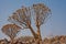 Aloidendron dichotomum, the Quiver Tree. in Soutern Namibia 8