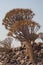 Aloidendron dichotomum, the Quiver Tree. in Southern Namibia 4