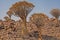 Aloidendron dichotomum, the Quiver Tree. in Southern Namibia 5