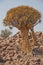 Aloidendron dichotomum, the Quiver Tree. in Southern Namibia 6