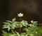 Alone anemone in the forest