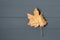 Alone autumn leaf on black background. Yellow maple leaf. copy space